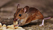 24 Hour & Emergency Exterminators in Mill Creek, MS